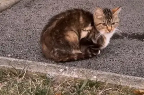 Animaux trouvés Amiens, photo: Chat trouvé rue des Alpilles, Amiens