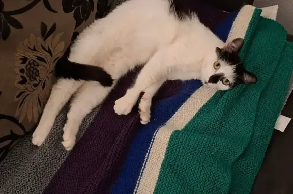 Chat perdu, Château-Salins, photo: Chatte perdue: noire et blanche, Château-Salins