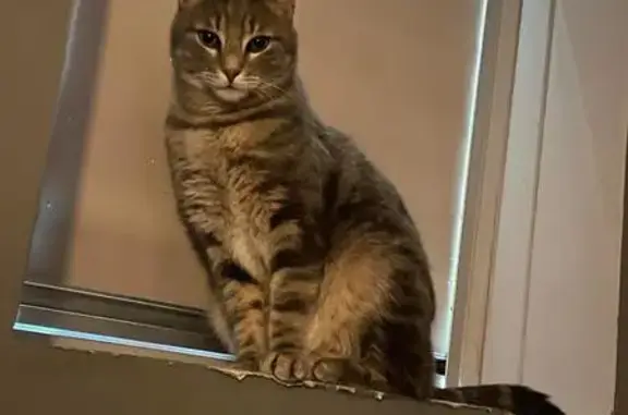 Chat gris tigré perdu près d'Odéon - photo
