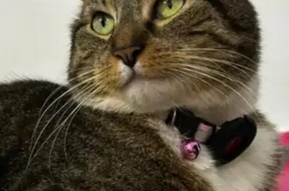 Missing cat Memphis, photo: Lost Brown & White Tabby on Tchulahoma