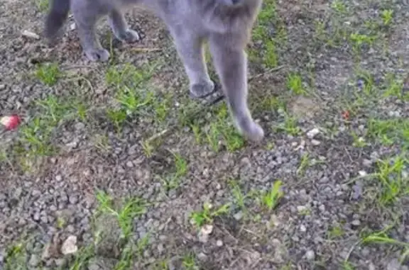 Animaux trouvés Quimper, photo: Chatte chartreux grise trouvée à Quimper
