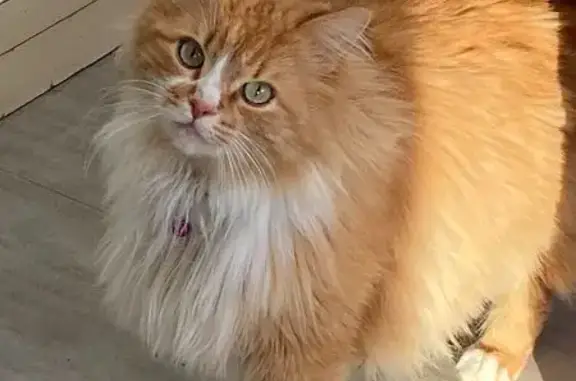Chat perdu, Mauves-sur-Loire, photo: Chat Willy disparu depuis 3 jours