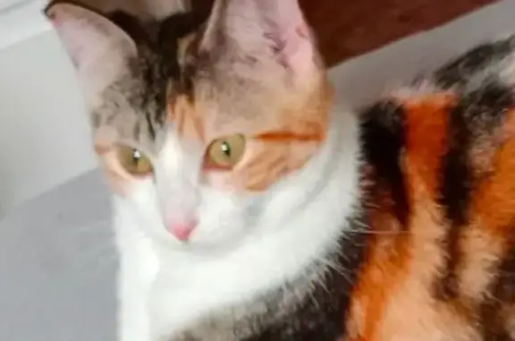Gatos perdidos, Las Palmas de Gran Canaria, foto: Gata Tricolor Perdida: Recompensa Ofrecida