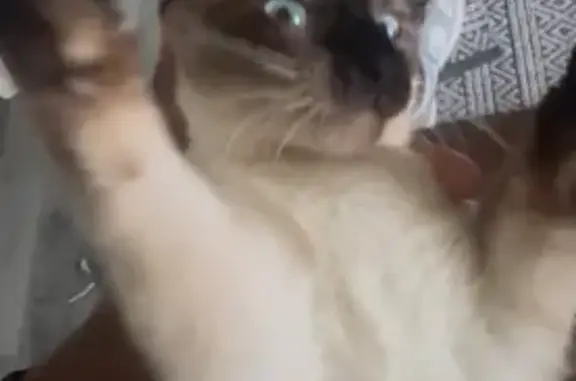Missing cat Rogers, photo: Lost Cat: Sweet, Playful, Tree Climber!