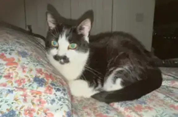 Lost Tuxedo Cat: Short Legs & Mustache