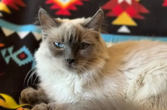 Missing cat Santa Clara, photo: Lost Cat: Off-White & Gray Mittens