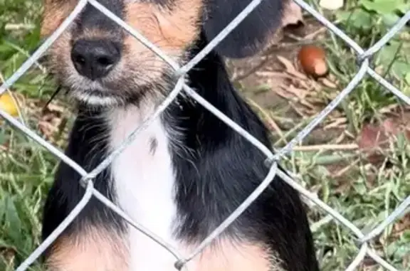 Found dog Snellville, photo: Found: Friendly Black Dog with Unique Spots