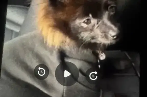 Lost Dog in Rockford: Black & Brown Mix