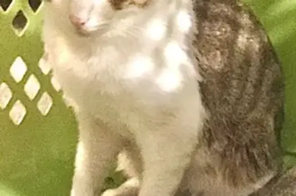 Lost Cat: Prince, White/Grey, Green Eyes