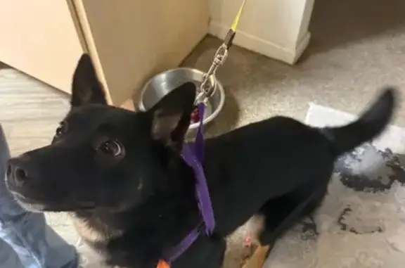 Found dog Olathe, photo: Found: Small Black & White German Shepherd