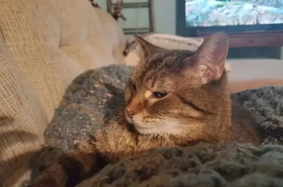Missing cat Illinois City, photo: Lost Tabby Cat in Rockford - Loud Meow