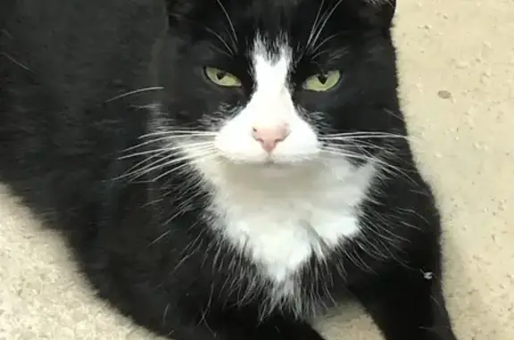 Missing cat , photo: Lost Cat Alert: Tipped Ear in East Hanover