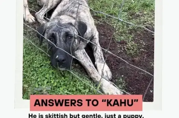 Lost Dog in Hilo: Help Find Our Pup!