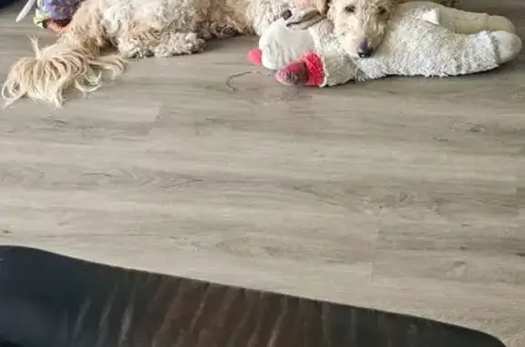 Lost Goldendoodle: Sweet Lou in Clermont