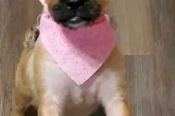 Lost Dog in Las Vegas: Brown S., 5255