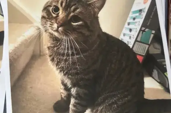 Lost Male Tabby Cat: Reward Offered