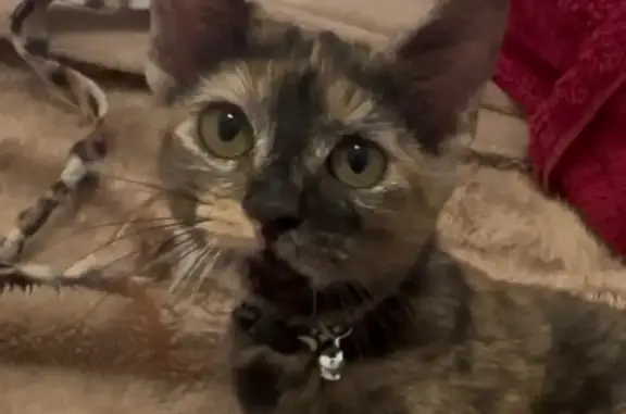 Missing cat League City, photo: Lost Calico Kitten Near Canyon Crest Dr
