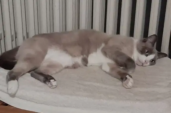 Chat perdu, Castres, photo: Chat blue point perdu, Rue Louis David, 13