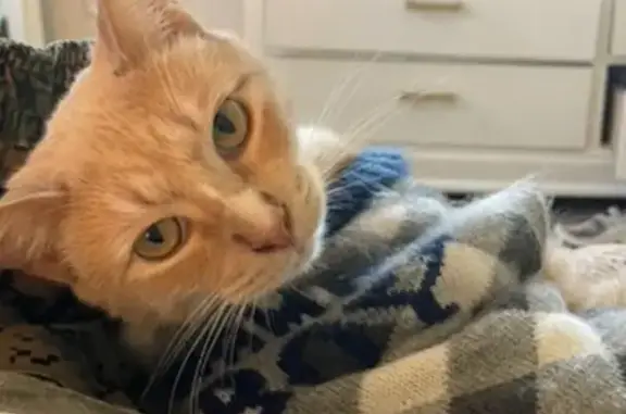 Missing cat , photo: Lost Orange Cat: Last Seen at Camp Pendleton