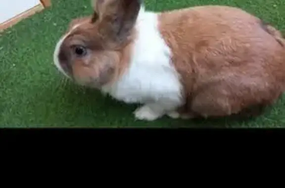 ¡Conejo Perdido en Carrer de B...
