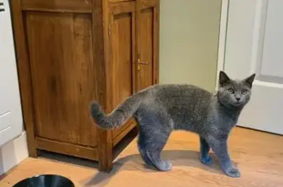 Chaton perdu, apeuré, Chemin de la Motte - photo