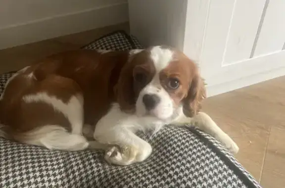 Chien perdu , photo : Chien perdu Cavalier King Charles à Dechy