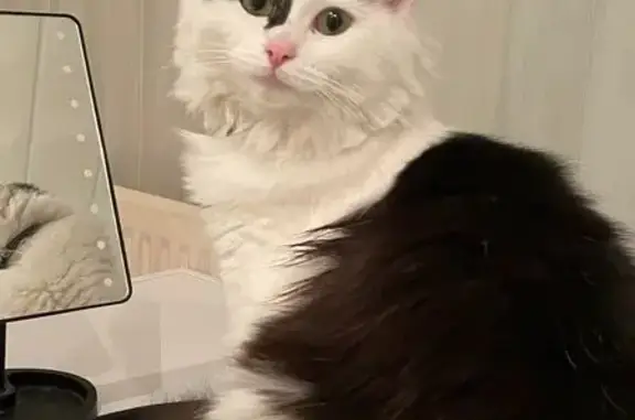 Chat perdu, Melun, photo: Chatte perdue, noir et blanc, Melun