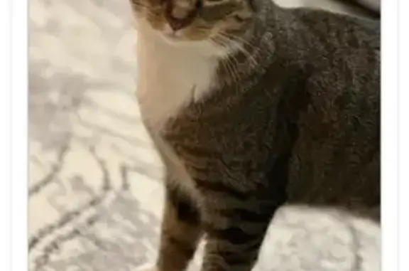 Missing cat Memphis, photo: Lost Cat: Brown Zyn Zyn in Memphis