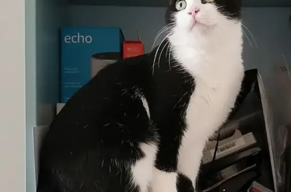 Gato Perdido en Las Gabias: Goron, Blanco y Negro