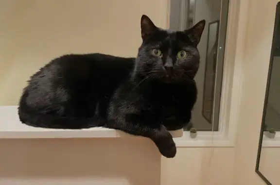 Lost Skittish Black Cat: Help Find Tonic!