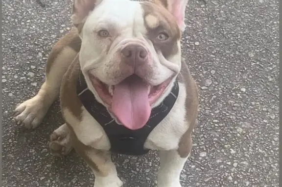 Lost Tan & White Dog: Green/Red Collar
