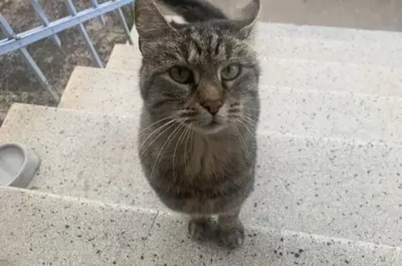 Chat trouvé Hayange, photo: Chatte câline trouvée à Hayange