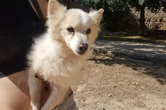 Perro Blanco Rescatado: Necesi...
