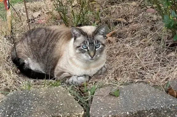 Lost Silver Striped Cat on Southampton Dr