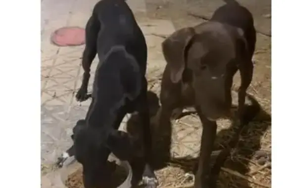 Urgente: Ayuda para Perros Per...