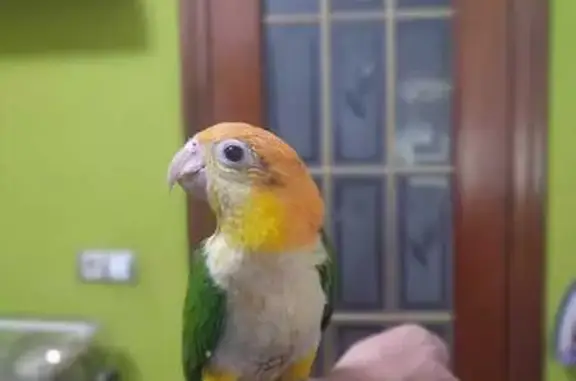 ¡Ayuda! Ave Caique Perdida en...