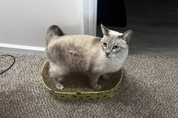 Missing cat Clarksville, photo: Missing Siamese Cat: Friendly & Chubby