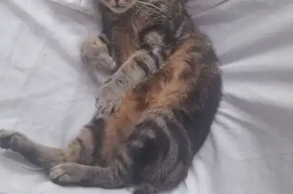 Animaux perdus Bohars, photo: Chat perdu, queue fine, Bohars, Rue Penfeld