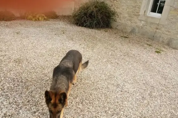 Animaux trouvés , photo: Chienne noire et fauve trouvée en Normandie