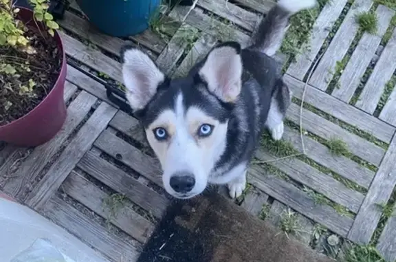 Chien trouvé Saint-Loup-sur-Semouse, photo: Husky noir/blanc yeux bleus trouvé Saint-Loup