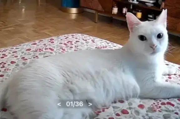 Búsqueda de mascotas, foto: Gatita Blanca Perdida en Alcobendas: Hannah