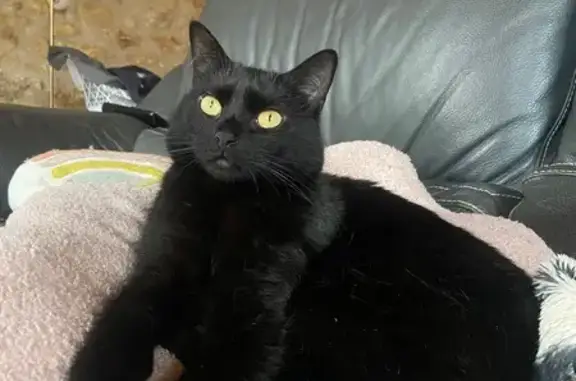 Chatte noire perdue à Belleville, 3 ans - photo