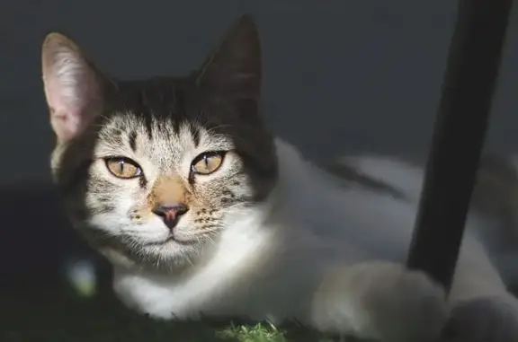 Help Find Noah: Missing Cat in...