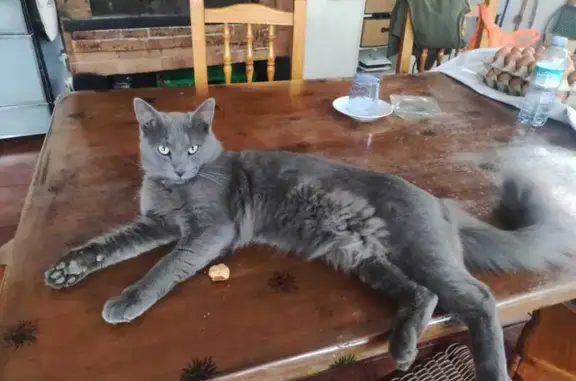 Gatos perdidos, Santa Cruz de Tenerife, foto: ¡Gato Azul Ruso Perdido en Santa Cruz!