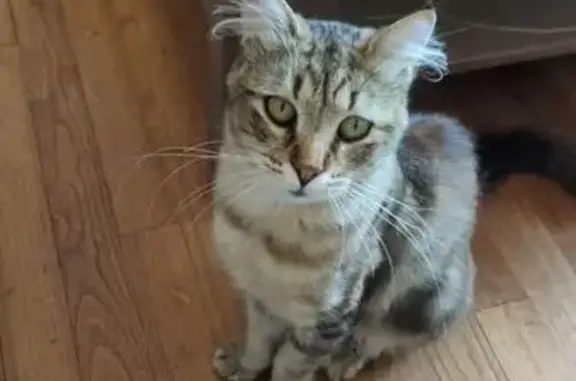 Animaux perdus , photo: Chat mâle perdu à Corgnac-sur-l'Isle
