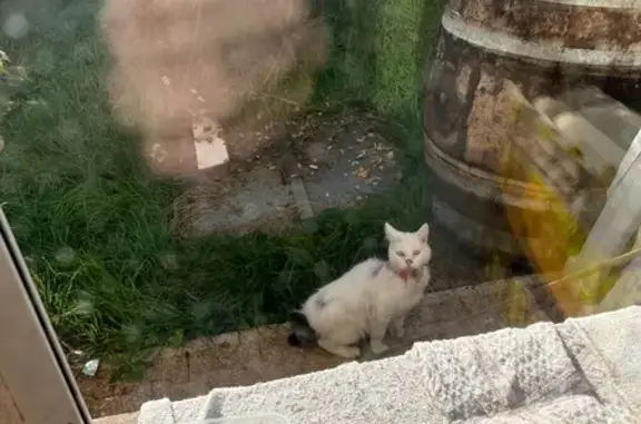 Animaux trouvés , photo: Chat blanc trouvé, cou abîmé, Rans