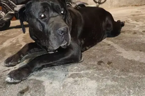 Chien trouvé Villeneuve-de-la-Raho, photo: Chienne bringée 8 ans trouvée à Villeneuve