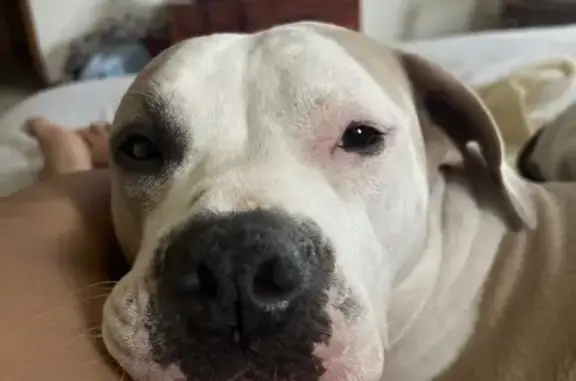Lost Dog: White & Tan, Tumbleweed Dr.