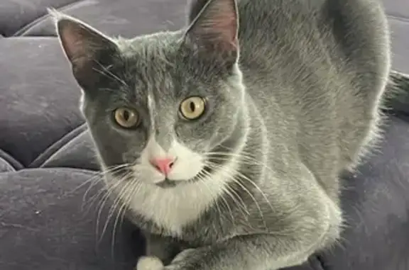 Chat perdu : Pepito, gris, pattes blanches - photo