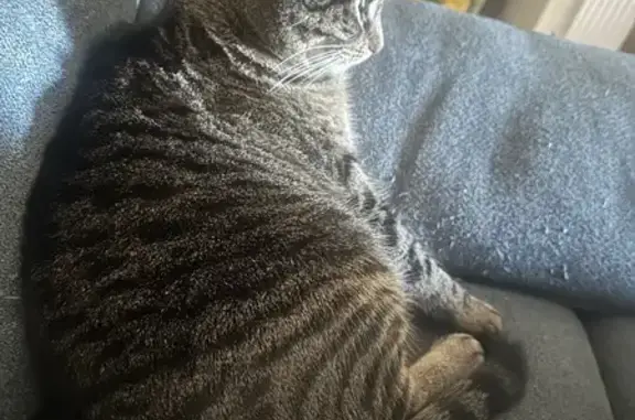 Missing cat Leominster, photo: Lost Cat on Walnut St, Leominster